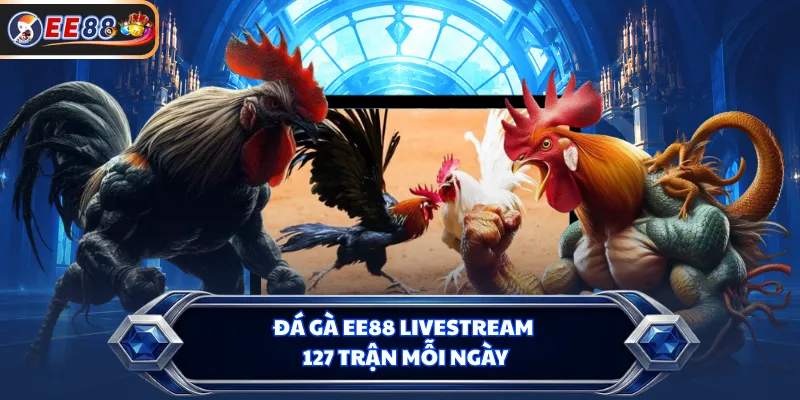 Đá gà EE88 livestream 127 trận mỗi ngày