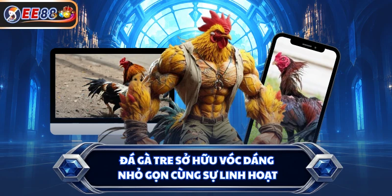Đá gà tre sở hữu vóc dáng nhỏ gọn cùng sự linh hoạt