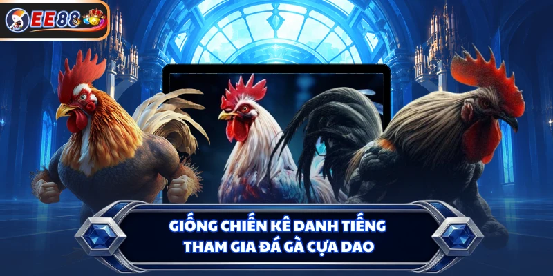 Giống chiến kê danh tiếng tham gia đá gà cựa dao